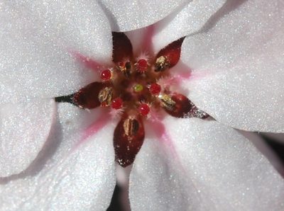 Adenandra marginata, photographed by Charles Stirton