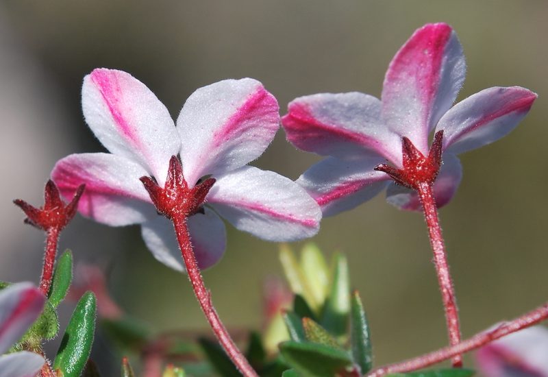 Adenandra marginata, photographed by Charles Stirton