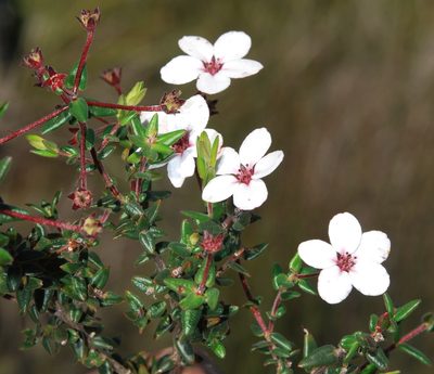 Adenandra marginata, photographed by Charles Stirton
