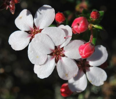 Adenandra marginata, photographed by Charles Stirton