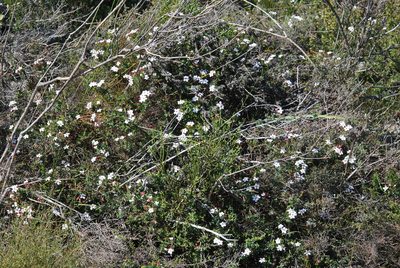 Adenandra marginata, photographed by Charles Stirton