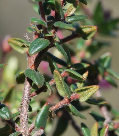 Adenandra marginata, photographed by Charles Stirton