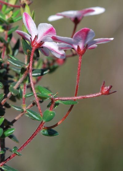 Adenandra marginata, photographed by Charles Stirton