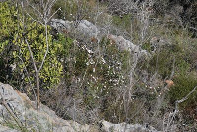 Adenandra marginata, photographed by Charles Stirton