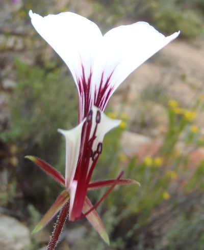 Pelargonium tetragonum, photographed by Nicola van Berkel