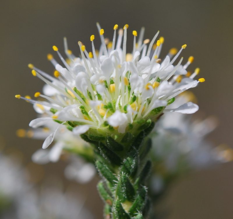 Agathosma capitata, photographed by Charles Stirton