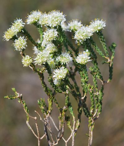 Agathosma capitata, photographed by Charles Stirton