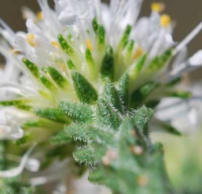 Agathosma capitata, photographed by Charles Stirton