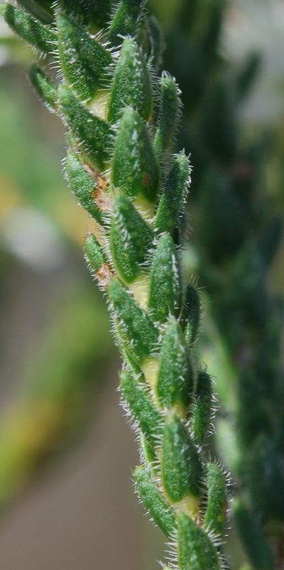 Agathosma capitata, photographed by Charles Stirton