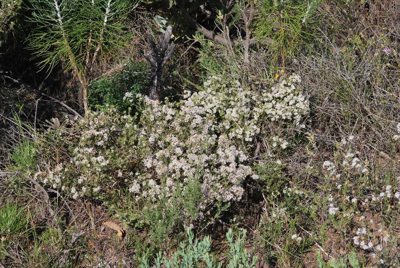 Agathosma trichocarpa, photographed by Charles Stirton