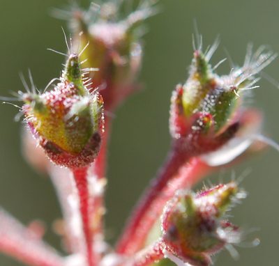 Agathosma trichocarpa, photographed by Charles Stirton