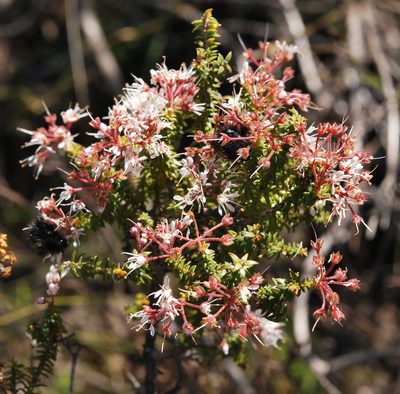 Agathosma trichocarpa, photographed by Charles Stirton