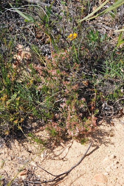 Agathosma trichocarpa, photographed by Charles Stirton