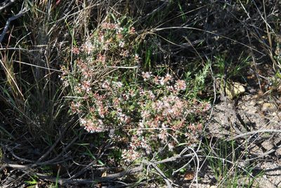 Agathosma trichocarpa, photographed by Charles Stirton