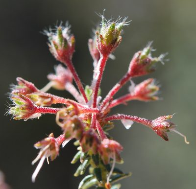 Agathosma trichocarpa, photographed by Charles Stirton