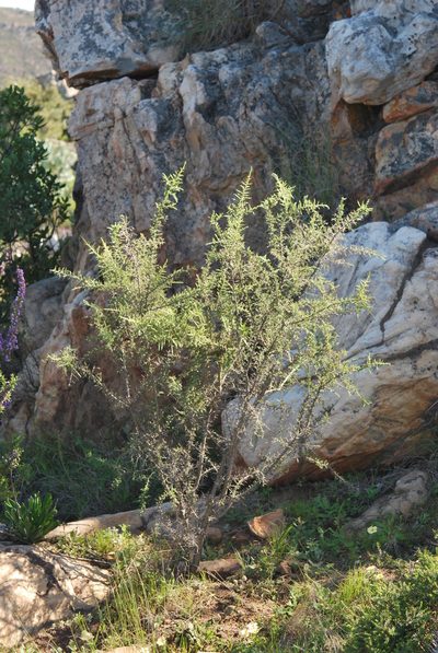 Aspalathus acuminata, photographed by Charles Stirton