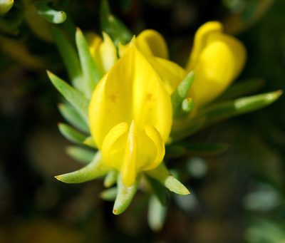 Aspalathus chrysantha, photographed by Charles Stirton