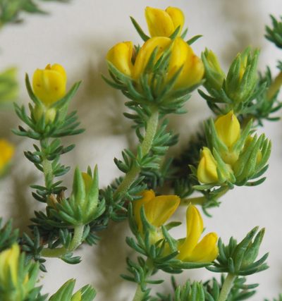 Aspalathus chrysantha, photographed by Charles Stirton