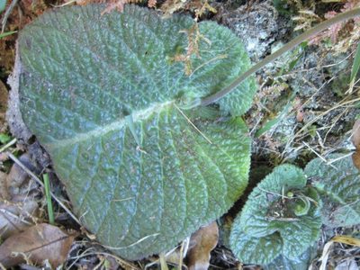 Streptocarpus polyanthus, photographed by Peter Warren