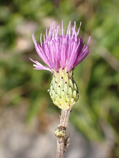 Cirsium monspessulanum, photographed by Fabien Piednoir