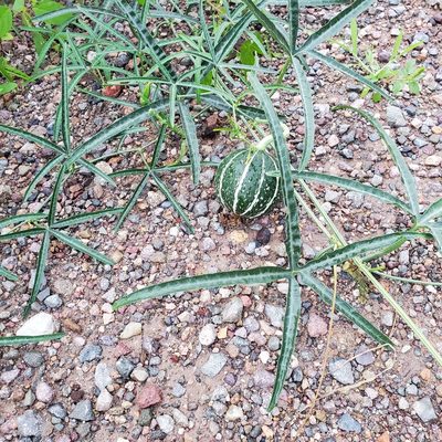 Cucurbita digitata, photographed by Laura Gaudette