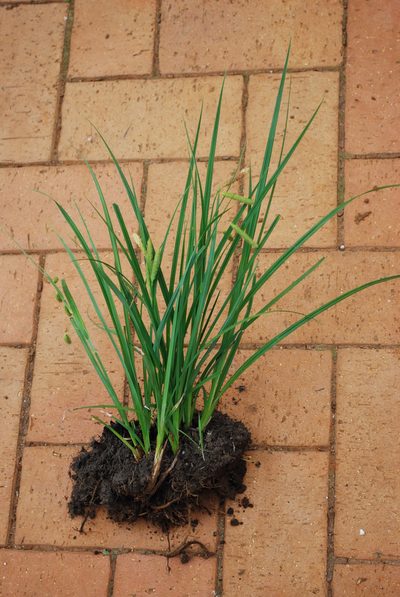 Carex rhodesiaca, photographed by Charles Stirton