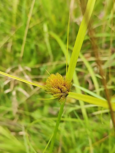 Carex bohemica, photographed by Юлия