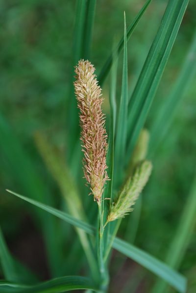 Carex rhodesiaca, photographed by Charles Stirton