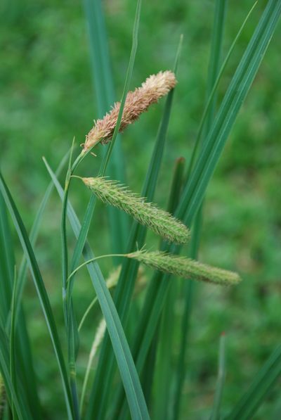 Carex rhodesiaca, photographed by Charles Stirton