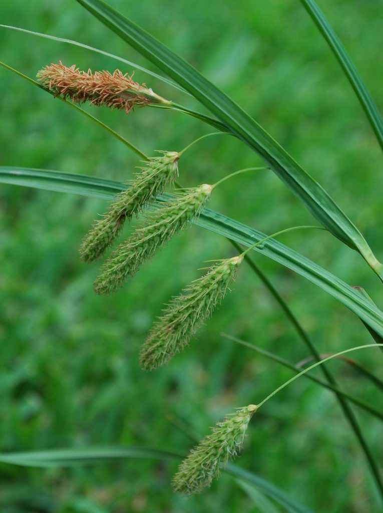 Carex rhodesiaca, photographed by Charles Stirton