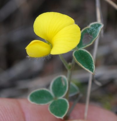 Argyrolobium lotoides, photographed by Charles Stirton