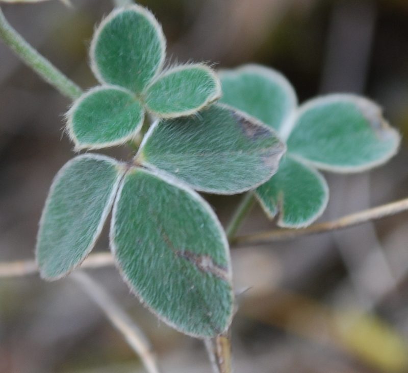 Argyrolobium lotoides, photographed by Charles Stirton