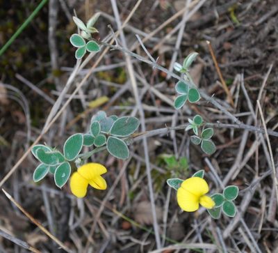 Argyrolobium lotoides, photographed by Charles Stirton