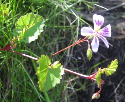 Pelargonium pseudosetulosum, photographed by douglaseustonbrown