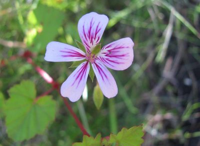 Pelargonium pseudosetulosum, photographed by douglaseustonbrown