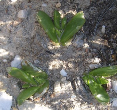 Glottiphyllum depressum, photographed by Nicola van Berkel