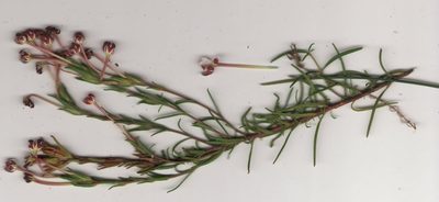Zaluzianskya maritima, photographed by Nicola van Berkel