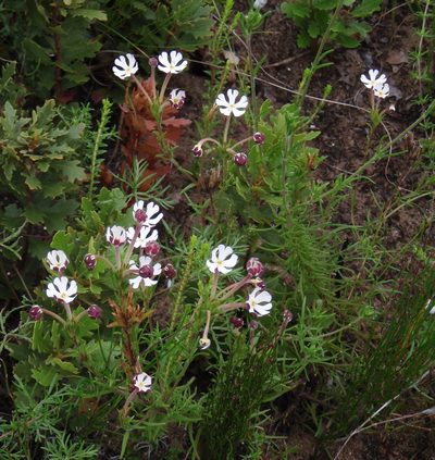 Zaluzianskya maritima, photographed by Nicola van Berkel