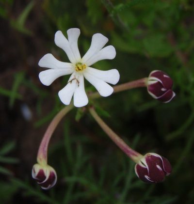 Zaluzianskya maritima, photographed by Nicola van Berkel