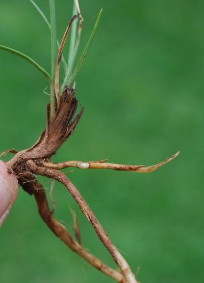 Cyperus nigricans, photographed by Charles Stirton