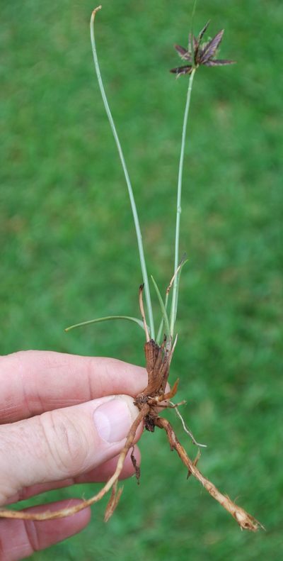 Cyperus nigricans, photographed by Charles Stirton