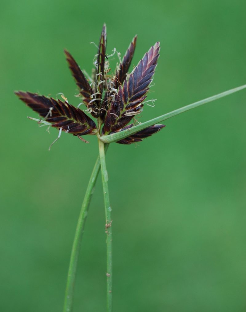 Cyperus nigricans, photographed by Charles Stirton