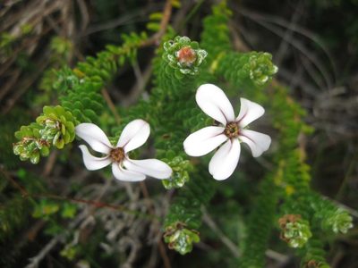 Adenandra obtusata, photographed by Caroline Voget