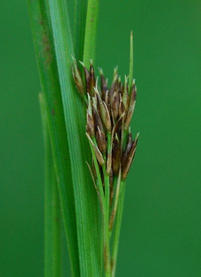 Rhynchospora brownii, photographed by Charles Stirton