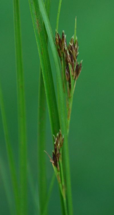 Rhynchospora brownii, photographed by Charles Stirton