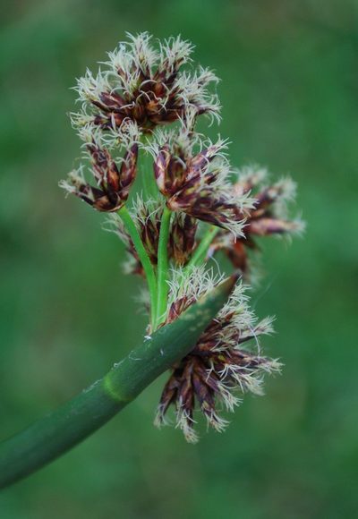 Schoenoplectiella brachyceras, photographed by Charles Stirton
