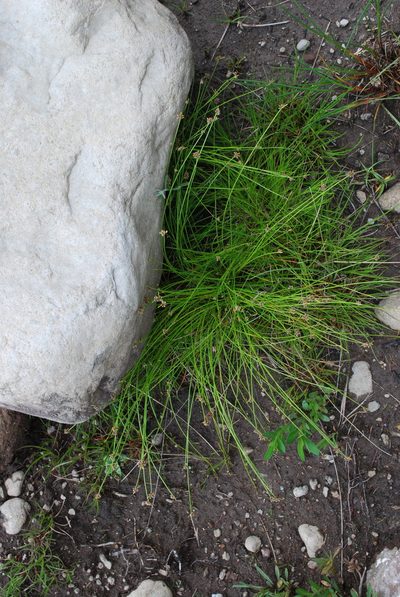 Isolepis costata, photographed by Charles Stirton