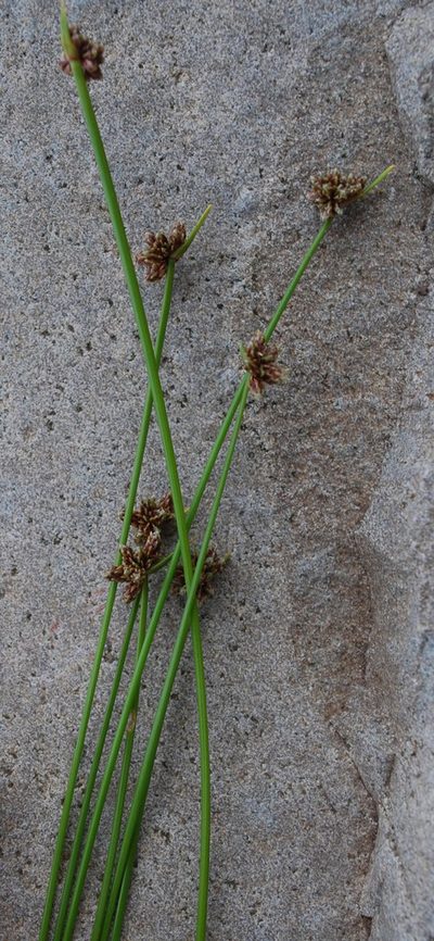 Isolepis costata, photographed by Charles Stirton