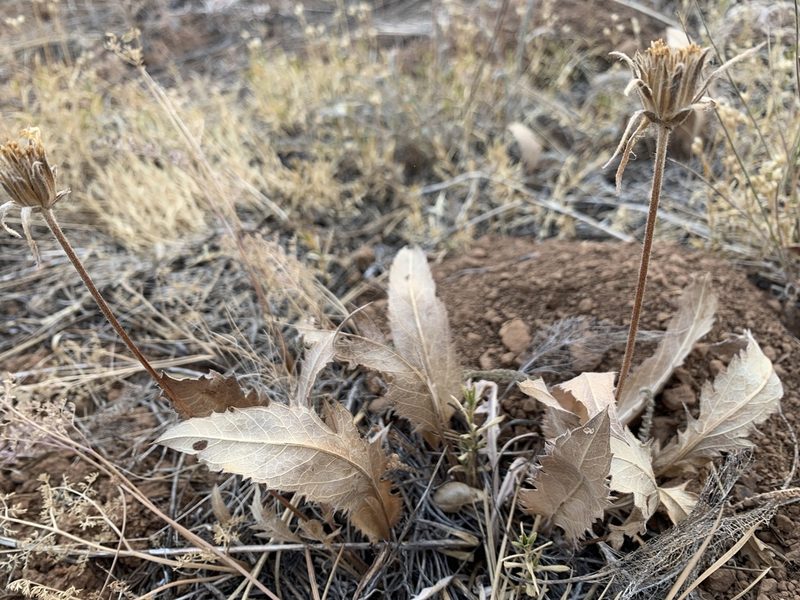 Balsamorhiza serrata, photographed by mark-groeneveld