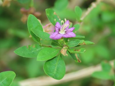 Lycium chinense, photographed by chiuluan